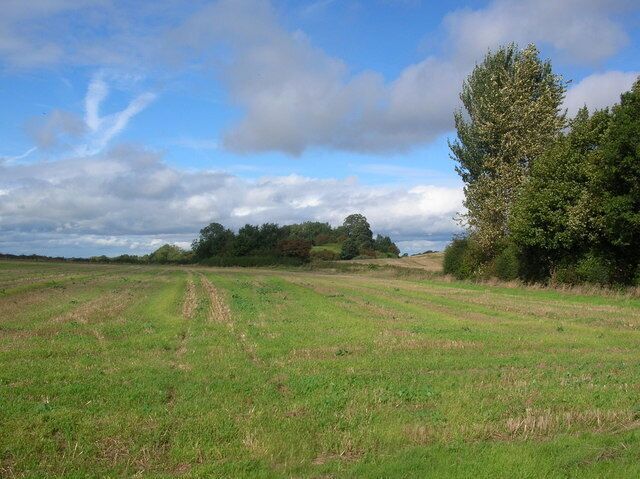 A grassy field with a dirt path leading towards a line of trees.