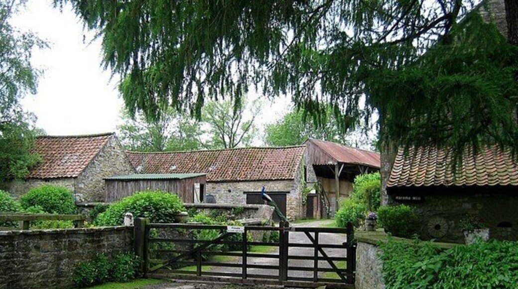 Harome Mill The peacock on the wall is real - not a pretend one!