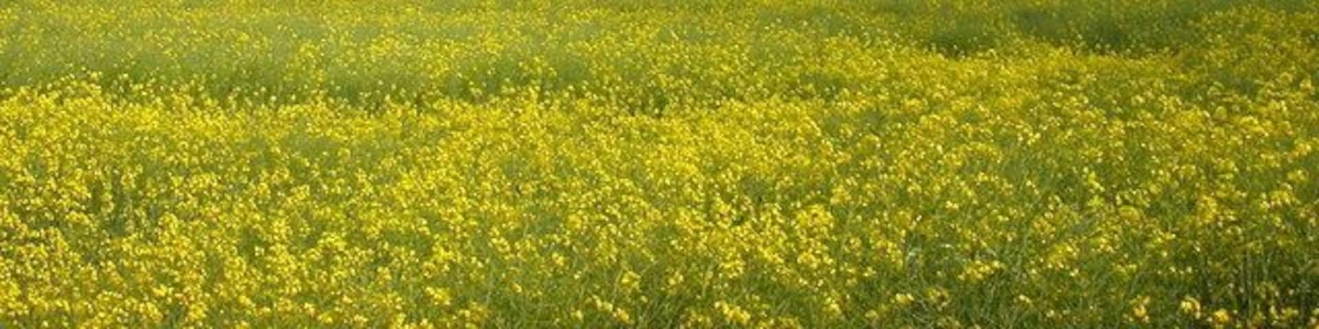 A field of yellow flowers with a power line tower in the distance.