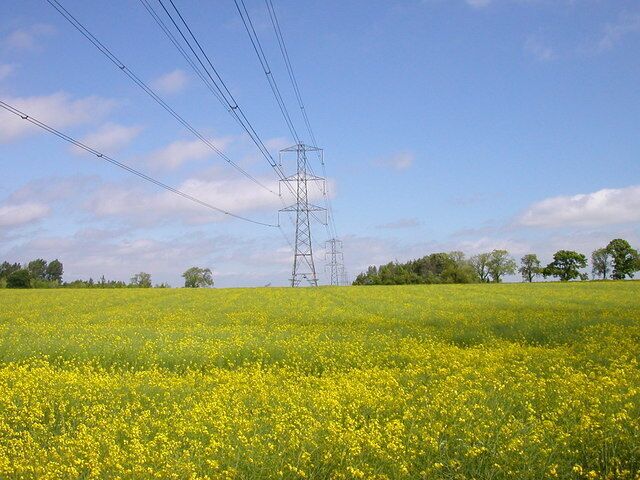 A field of yellow flowers with a power line tower in the distance.