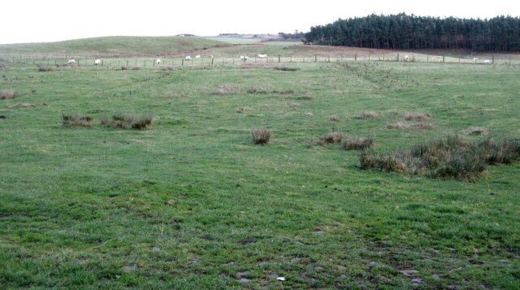 Rough pastures near Knowesgate