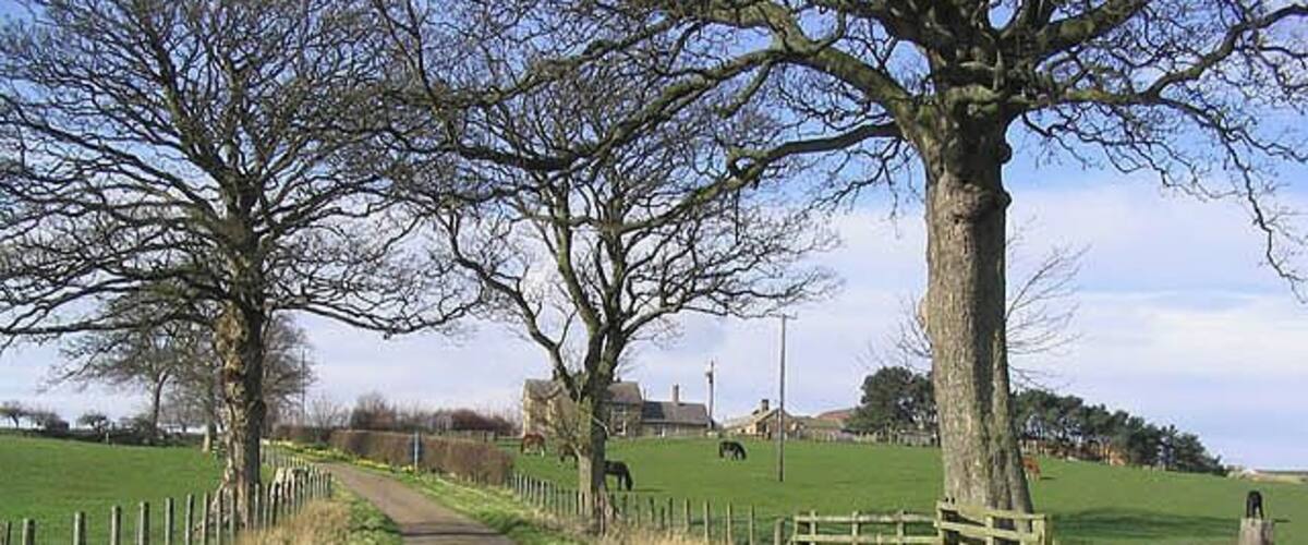 The road to Wooden Farm Wooden Farm is centre right beyond the trees.