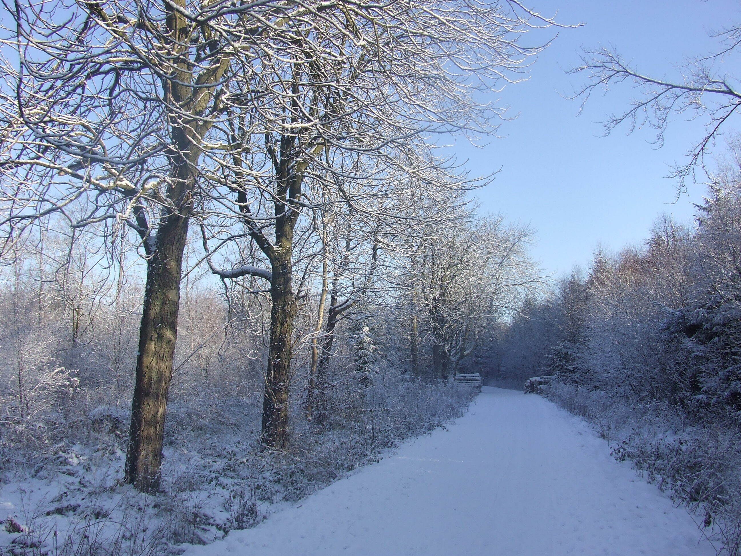 Swarland woods in the snow