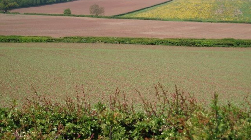 Across the fields to the Mausoleum at Milton. View from the Great North Road on Sibthorpe Hill towards the Mausoleum at Milton.