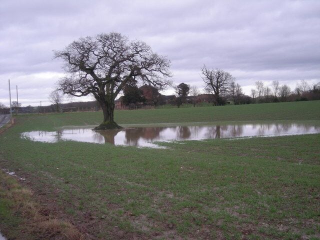 I see its been raining again! Waterlogged ground just off the driveway to Wood Hall.
