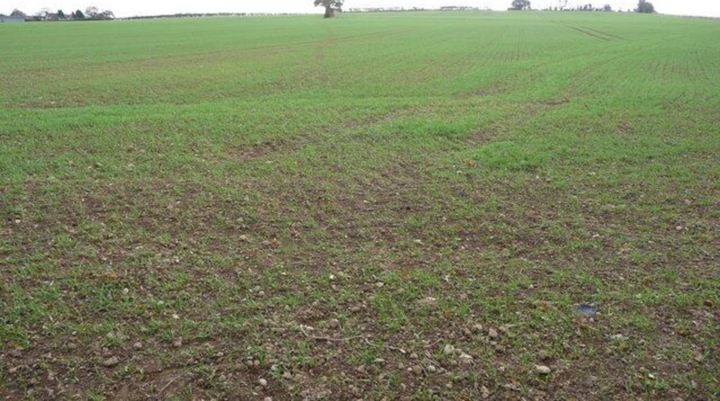 Fields north of Hanwood, Shropshire After following a Roman road for a kilometre my footpath deviates south over winter crops towards Hanwood.