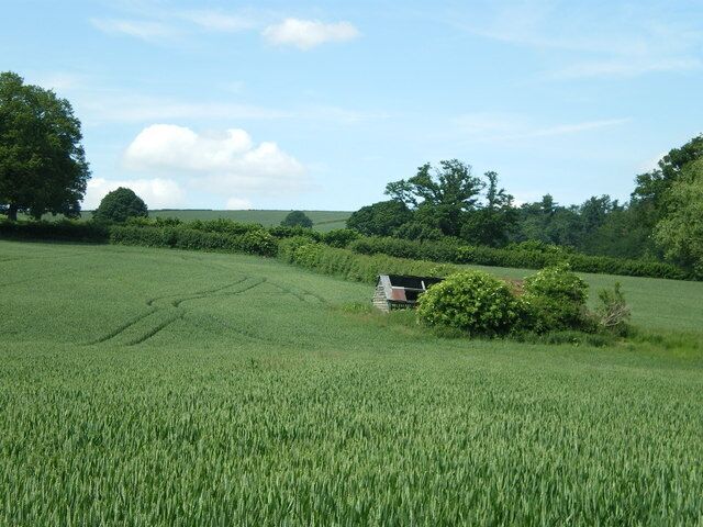 Disused field barn in a wheatfield