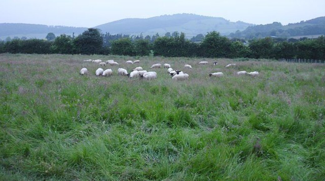 Sheep in rough grazing at Broome Looking towards Burrow.