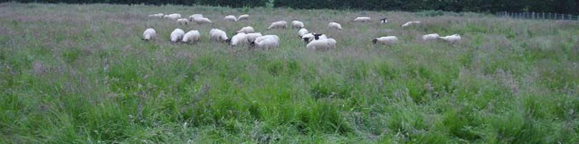 Sheep in rough grazing at Broome Looking towards Burrow.