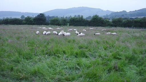 Sheep in rough grazing at Broome Looking towards Burrow.