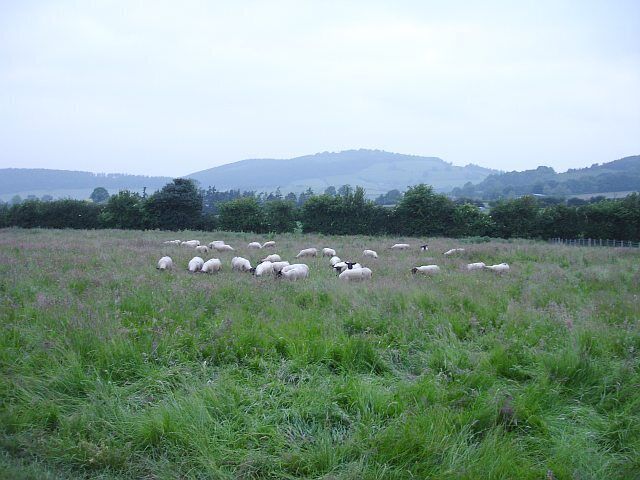 A field with grazing sheep and distant hills.
