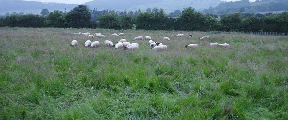 A field with grazing sheep and distant hills.