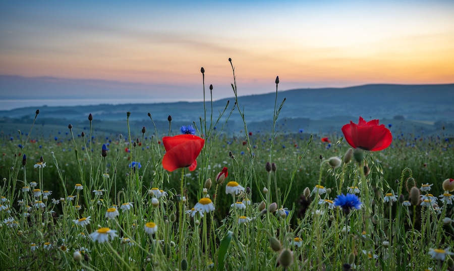 A field of wildflowers with red poppies and daisies at sunset.