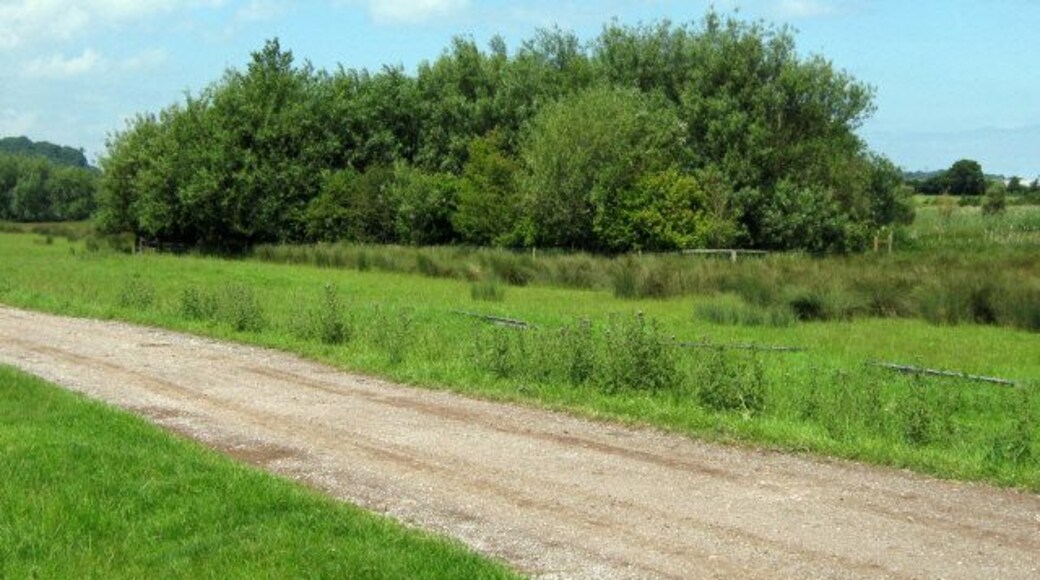 Spinney in the wetlands, Cannington
