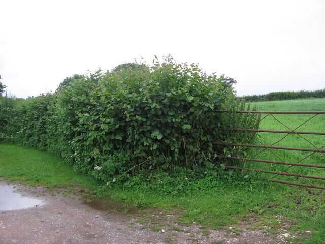 Farm gate and beginning of footpath to Hunstrete Plantation