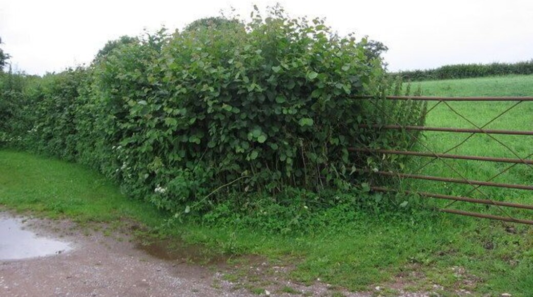 Farm gate and beginning of footpath to Hunstrete Plantation