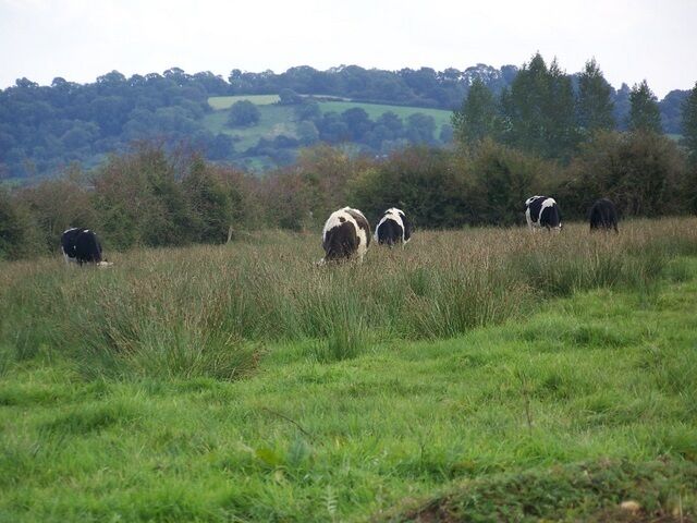 Cattle on the Levels The cattle are grazing the reedy grasses on Queens Sedge Moor.