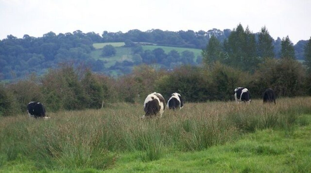 Cattle on the Levels The cattle are grazing the reedy grasses on Queens Sedge Moor.