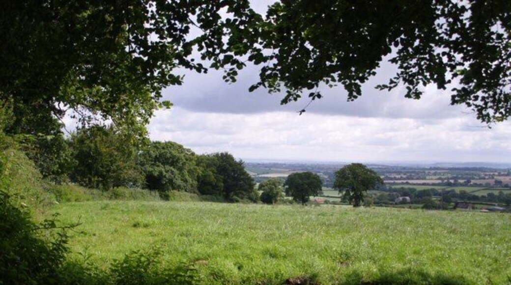 View above Cudworth Taken from a gateway on the lane down from the Windwhistle Ridge to Cudworth; the lane continues behind the hedge on the left. The two darker trees formed part of a vanished field boundary.