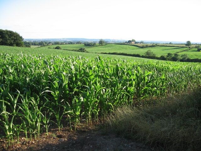 Fields of maize near Newborough, Staffordshire. Fields of maize look remarkably healthy in the early evening sunshine, despite a heatwave and lack of rain over the previous few weeks! The view is from the B5234 looking south-west. The edge of Birch Wood is on the left and Barn Farm can be clearly seen on the ridge in the middle distance. The cooling towers of Rugeley Power Station can just be picked out in the far distance, with Cannock Chase beyond.