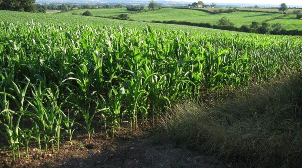 Fields of maize near Newborough, Staffordshire. Fields of maize look remarkably healthy in the early evening sunshine, despite a heatwave and lack of rain over the previous few weeks! The view is from the B5234 looking south-west. The edge of Birch Wood is on the left and Barn Farm can be clearly seen on the ridge in the middle distance. The cooling towers of Rugeley Power Station can just be picked out in the far distance, with Cannock Chase beyond.
