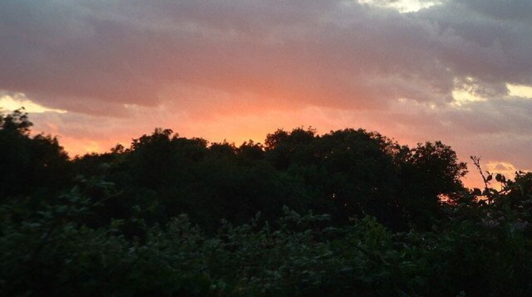 Sunset over woodland to the North-West of Collendean Lane. * accepted as a supplemental image for use as an example in the guide.