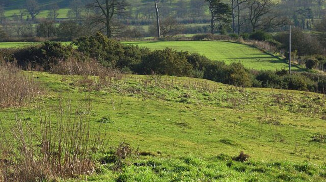 Farmland and copse, Avon Dassett In the foreground is the edge of a steep area of pasture with gorse bushes. Beyond is arable land above a copse with prominent pines. The obelisk in Farnborough Park can be seen in the distance.