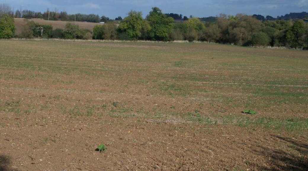 Farmland near Todenham Looking down a recently planted field, the trees mark the course of a brook.