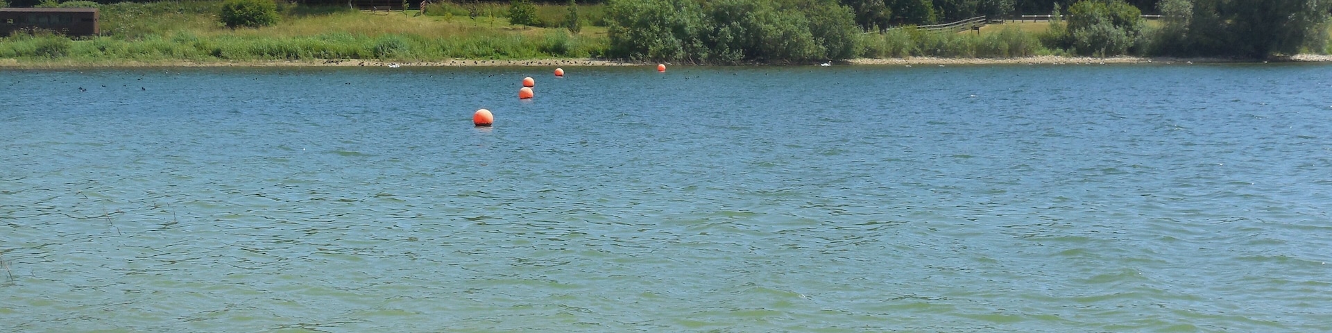 Um lago tranquilo com bóias flutuantes, patos nadando e uma margem com vegetação.