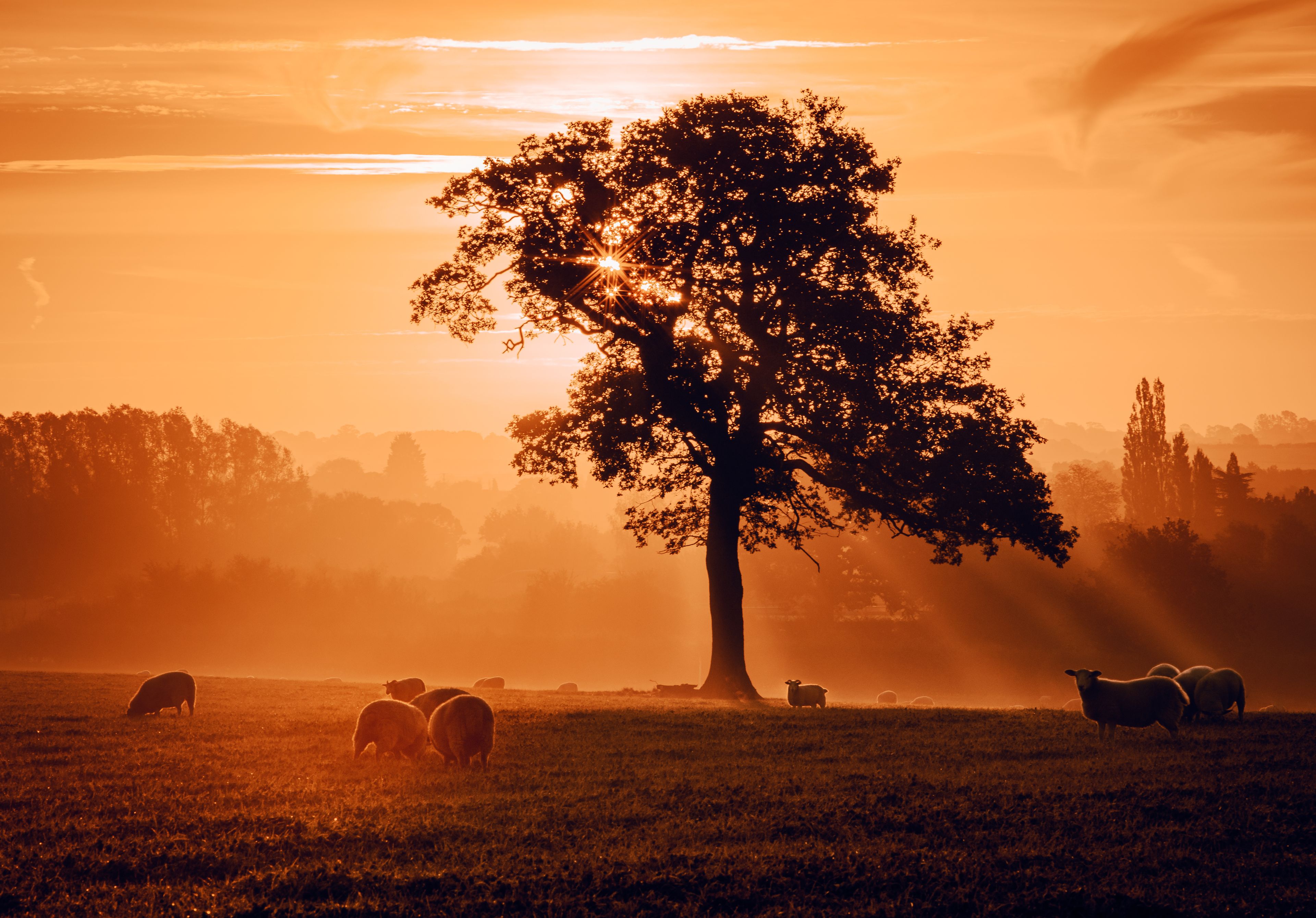 A tree in a field with sheep grazing.