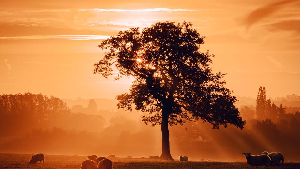 A tree in a field with sheep grazing.