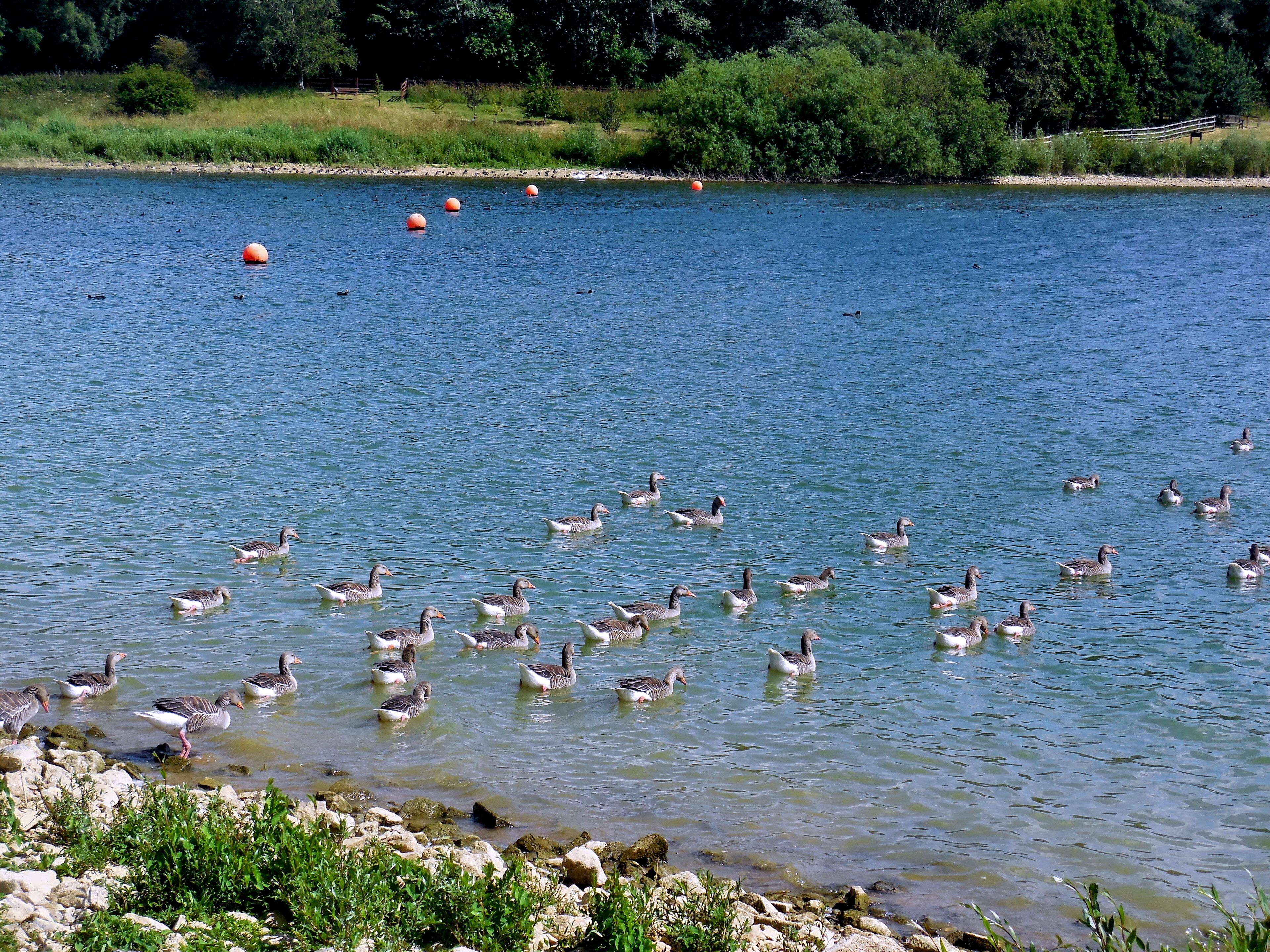 Draycote Water