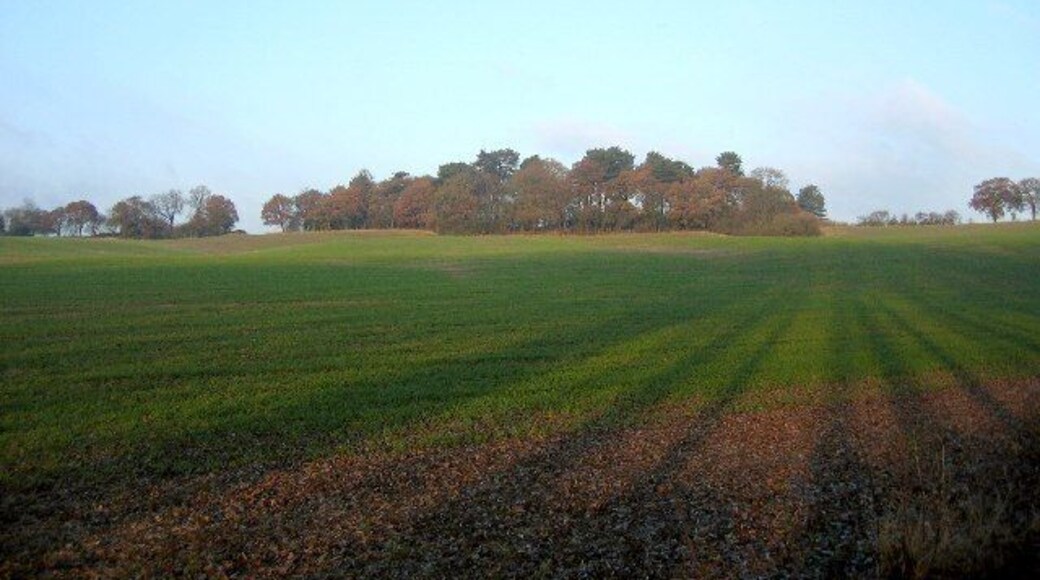 Brown's Green Wood. Looking from the edge of the square to the wood on the top of this gentle escarpment. The view is from the driveway to Umberslade Hall with the low angle of the sun casting long shadows across the fields