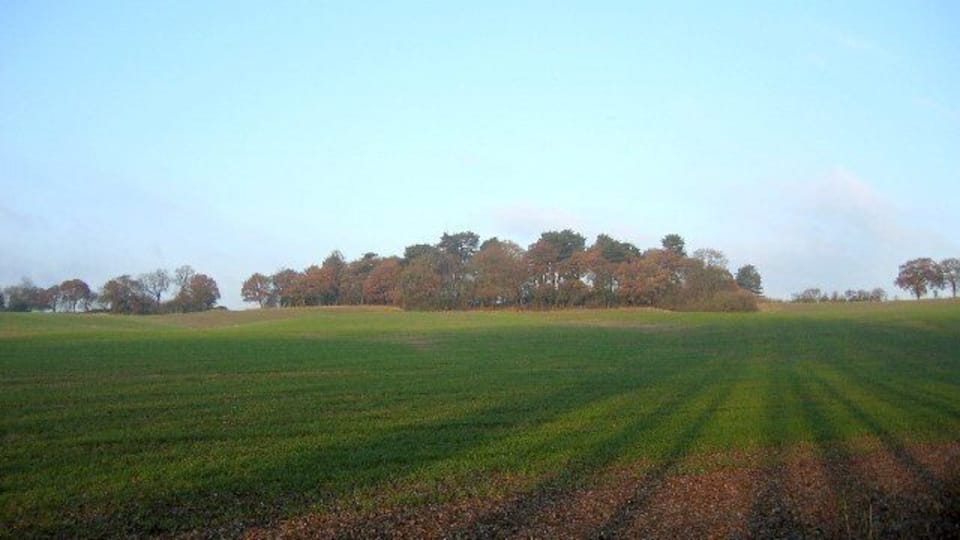 Brown's Green Wood. Looking from the edge of the square to the wood on the top of this gentle escarpment. The view is from the driveway to Umberslade Hall with the low angle of the sun casting long shadows across the fields