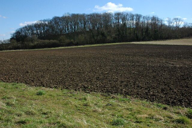 Ash Coppice Ash Coppice, complete with nesting rooks, near Welford-on-Avon.