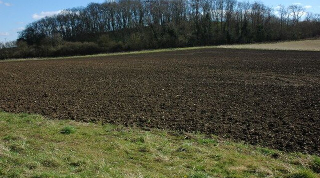 Ash Coppice Ash Coppice, complete with nesting rooks, near Welford-on-Avon.