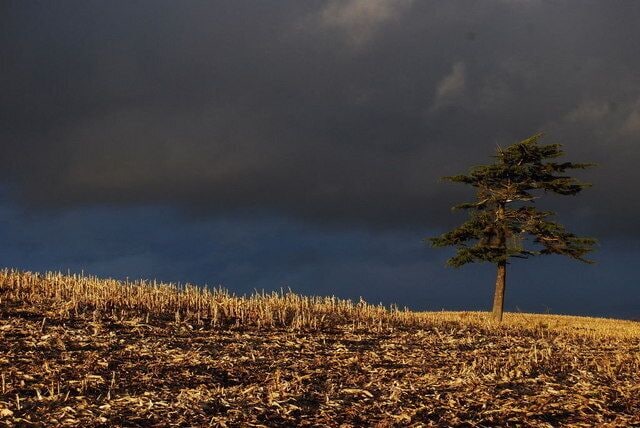 A lone tree in a field with a stormy sky.