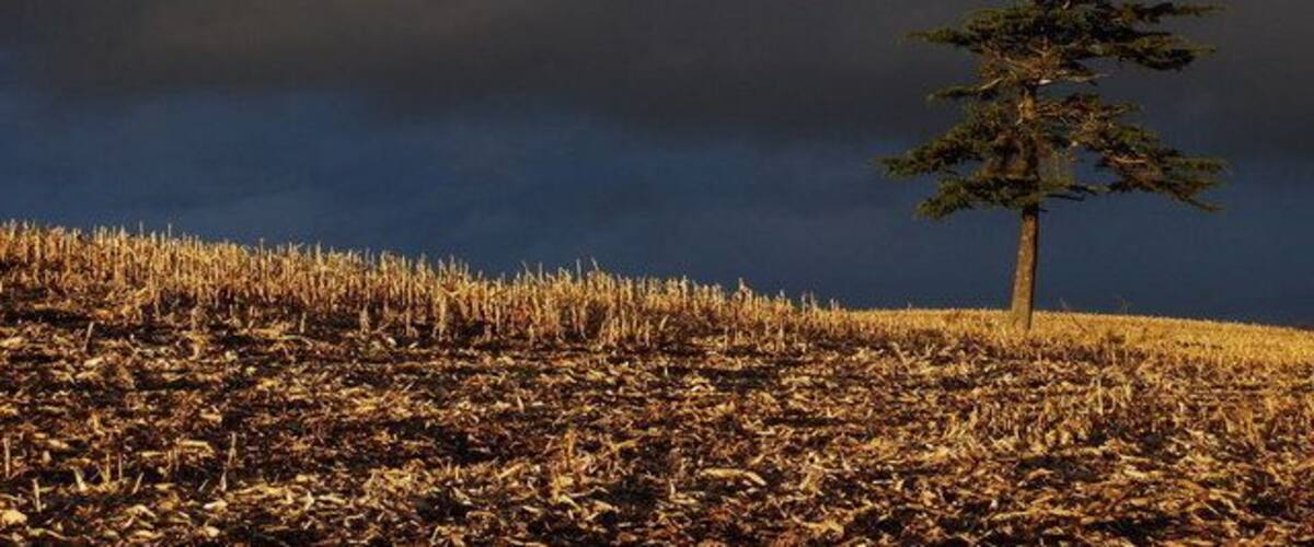 A lone tree in a field with a stormy sky.