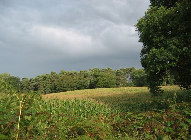 View towards Birchenhill Wood Sweetcorn is typical of the landuse in this area. View towards the predominantly coniferous Birchenhill Wood from Hunsterton Lane
