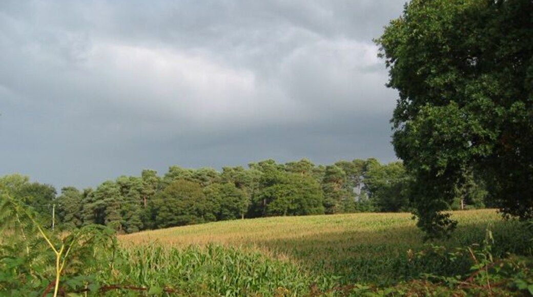 View towards Birchenhill Wood Sweetcorn is typical of the landuse in this area. View towards the predominantly coniferous Birchenhill Wood from Hunsterton Lane