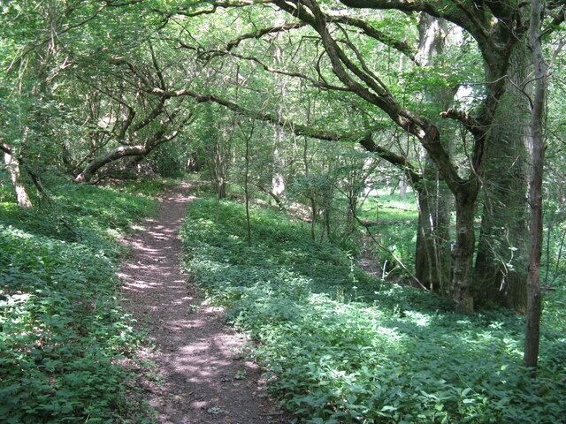 A forested path surrounded by trees and greenery.
