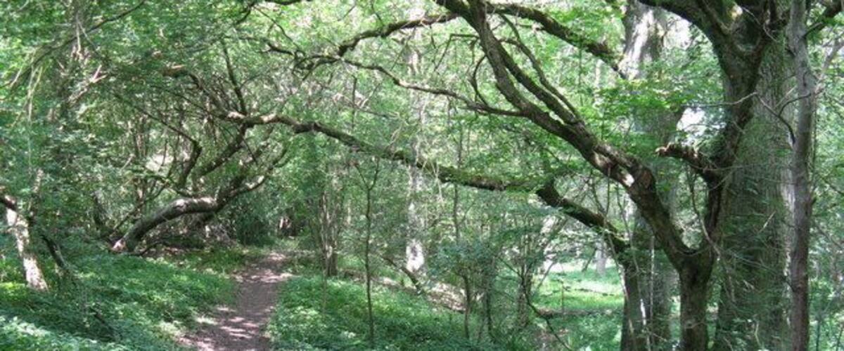 A forested path surrounded by trees and greenery.