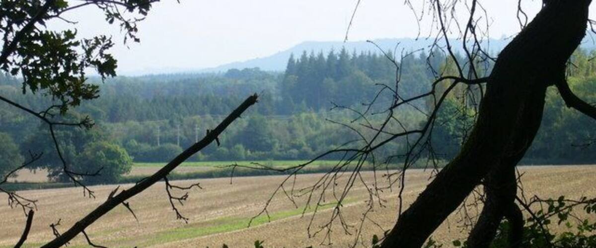 A rural landscape with a field, trees, and a hill in the background.