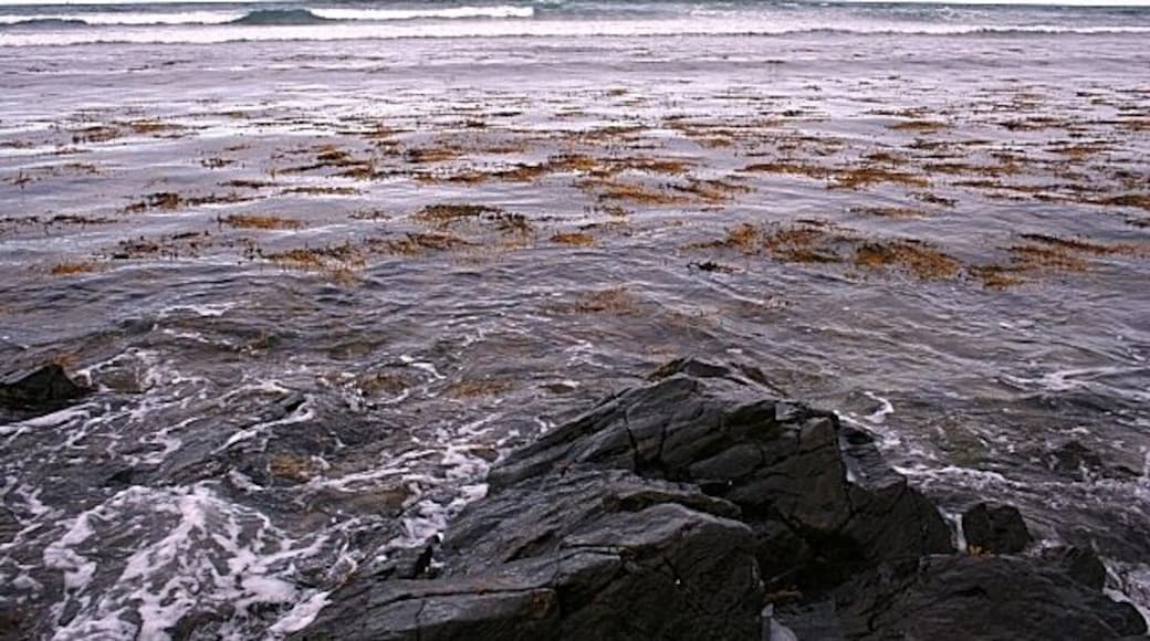 Bailiff's Skelly This is another awkward square to geograph, though it's not hard to get to. The only land is a few square metres of rocky foreshore which is exposed only at low tide. Low tide today is well after dark, and when I visited it late this afternoon only a couple of rocks were above the water - only just enough for this image. It was a great relief when the GPS showed that I was standing on the very corner of the square! The rock called Bailiff's Skelly is actually still submerged.