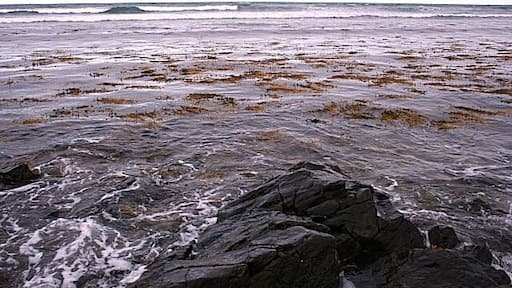 Bailiff's Skelly This is another awkward square to geograph, though it's not hard to get to. The only land is a few square metres of rocky foreshore which is exposed only at low tide. Low tide today is well after dark, and when I visited it late this afternoon only a couple of rocks were above the water - only just enough for this image. It was a great relief when the GPS showed that I was standing on the very corner of the square! The rock called Bailiff's Skelly is actually still submerged.