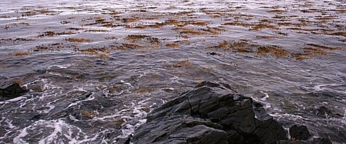A rocky shoreline with seaweed and waves.