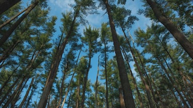 Une forêt dense de grands pins, avec un ciel bleu et dégagé au-dessus.