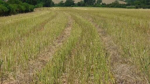 Farmland near Winterbourne Earls A field of recently harvested rape. The Salisbury to Andover railway is in the line of trees crossing the picture.
