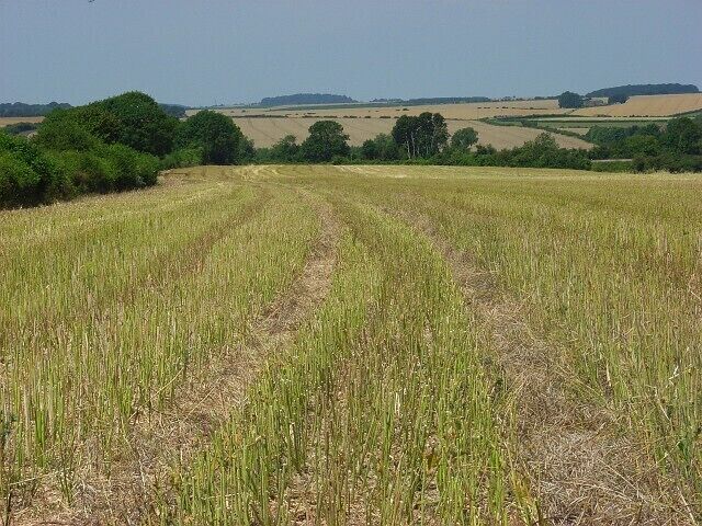A field with rows of crops and a clear sky.