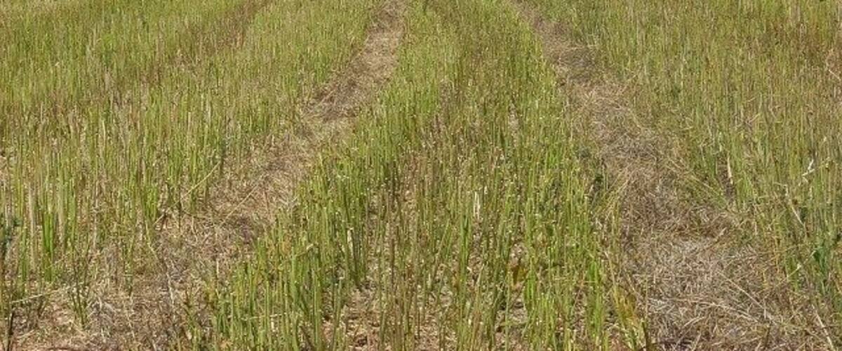 A field with rows of crops and a clear sky.